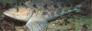 lingcod